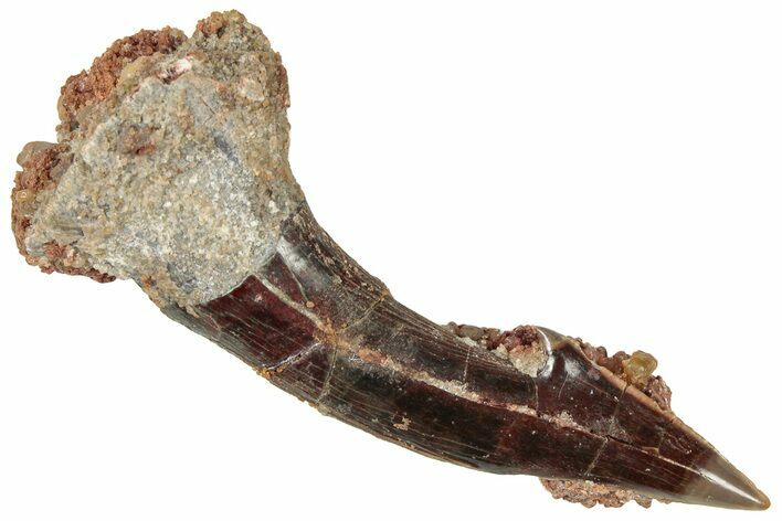 Fossil Sawfish (Onchopristis) Rostral Barb - Morocco #322842